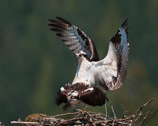 Ospreys hard at work-ospreys-work.jpg