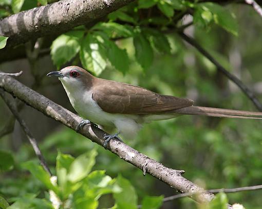 Spring 2009 Bird ID Thread.-8117w.jpg