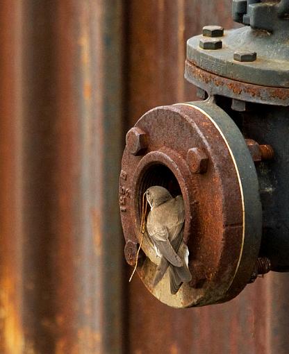 Swallow condo...-northernroughwingswallownest_2.jpg