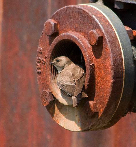 Swallow condo...-northernroughwingswallownest_3.jpg