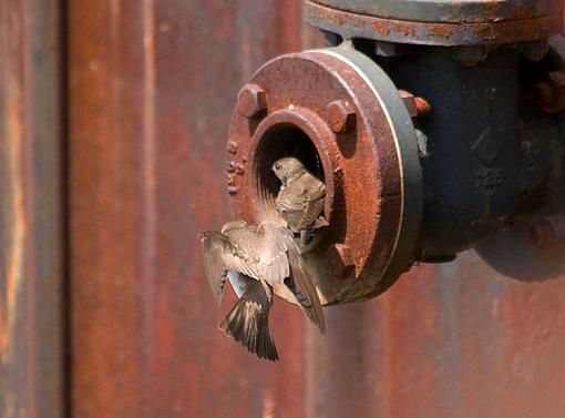 Swallow condo...-northernroughwingswallownest_4.jpg