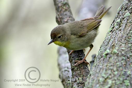 Spring 2009 Bird ID Thread.-magee-2009-take-2-e.jpg