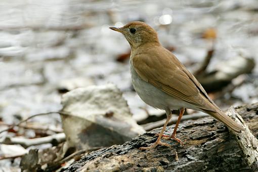 Spring 2009 Bird ID Thread.-bird-id-magee-1.jpg