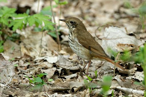 Spring 2009 Bird ID Thread.-bird-id-magee-2.jpg