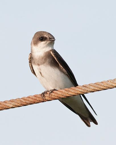 Swallows-bank-swallow.jpg