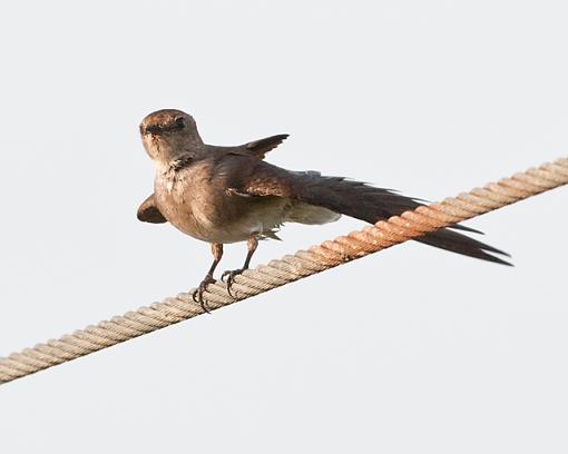 Swallows-northern-rough-winged-swallow.jpg