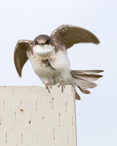 Swallows-tree-swallow.jpg