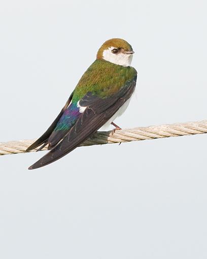 Swallows-violet-green-swallow.jpg