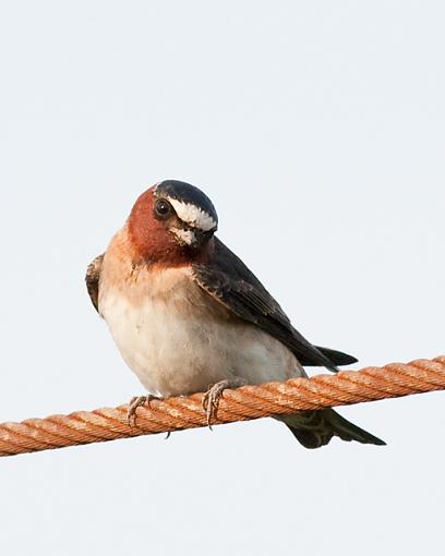 Swallows-cliff-swallow.jpg