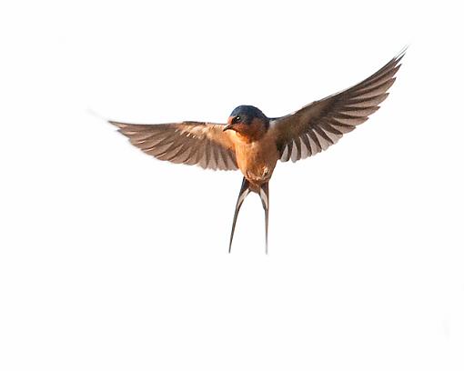 Swallows-barn-swallow.jpg