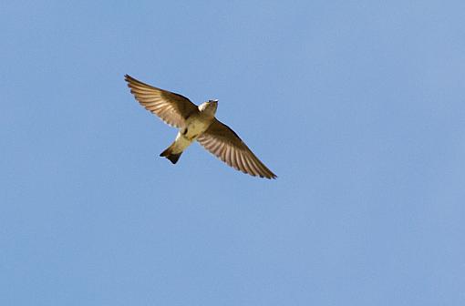 AgingEyes... here's the flight shots-rw-swallow_1.jpg