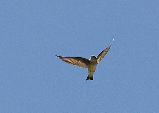 AgingEyes... here's the flight shots-rw-swallow_2.jpg