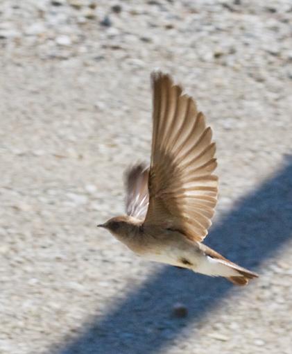 AgingEyes... here's the flight shots-rw_bif_ground.jpg