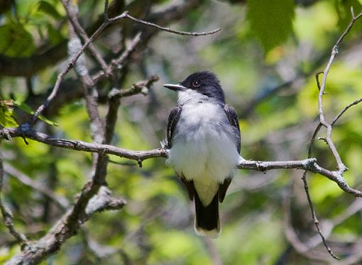 Eastern Kingbird-img_2315_small.jpg