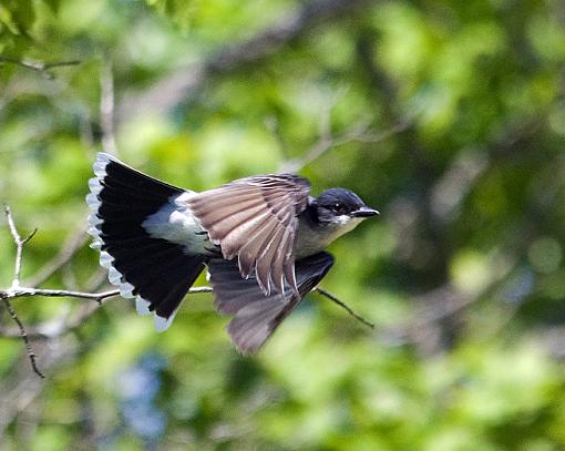 Eastern Kingbird-img_2318_small.jpg