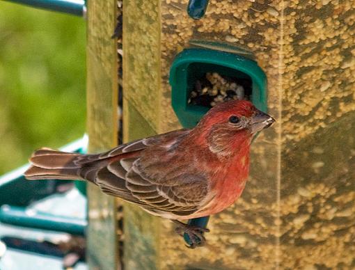 View from above...-female-cardinal.jpg