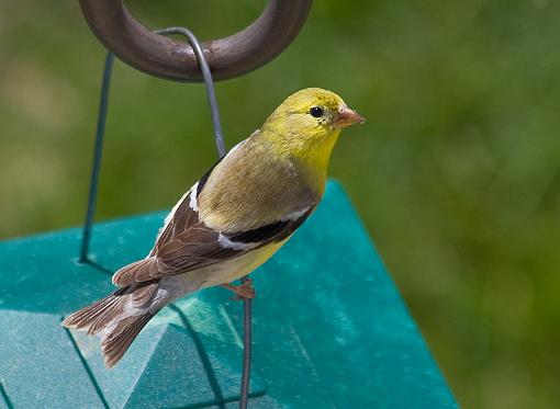 View from above...-goldfinch.jpg