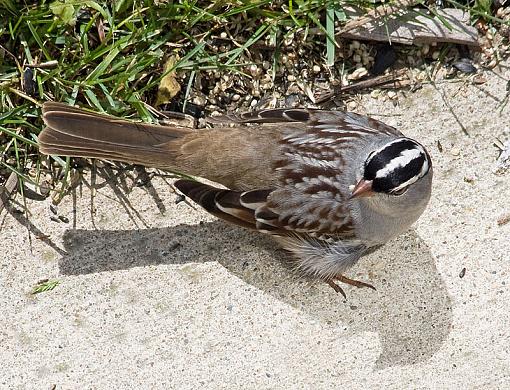 View from above...-white-crowned-sparrow.jpg