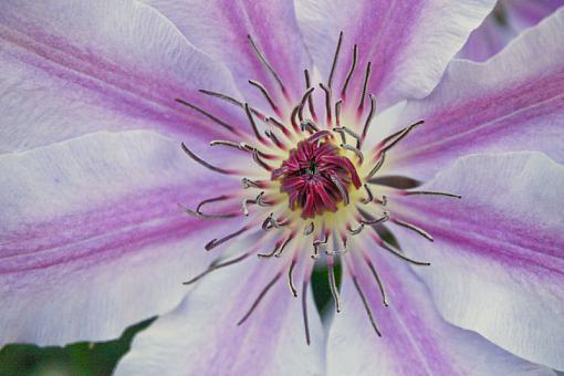 Clematis-20090520-img_6456.jpg