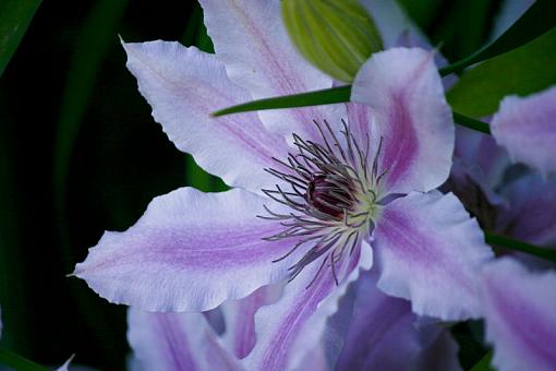 Clematis-20090520-img_6474.jpg