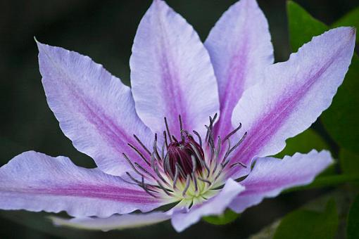 Clematis-20090520-img_6478.jpg