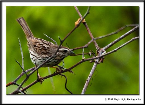 Spring 2009 Bird ID Thread.-img_7384.jpg