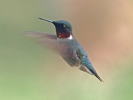 First hummingbird of the season-hummer-24-may.jpg