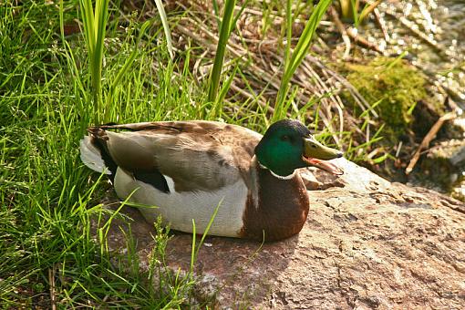 Mallard and Redwing-20090524-img_6536.jpg