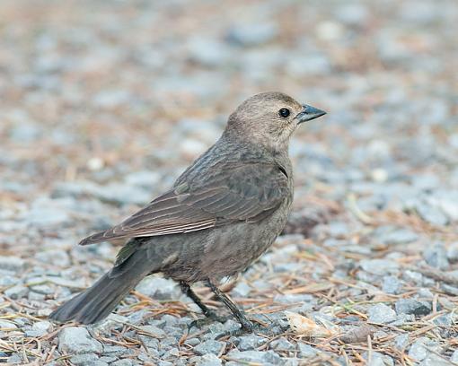 Spring 2009 Bird ID Thread.-what-bird.jpg