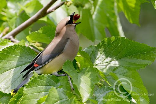 Mmmm - plump, juicy, tasty...just pop it in your mouth.-cedar-waxwing-1.jpg