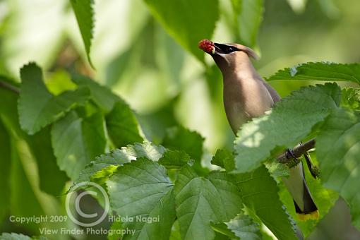 Mmmm - plump, juicy, tasty...just pop it in your mouth.-cedar-waxwing-4.jpg