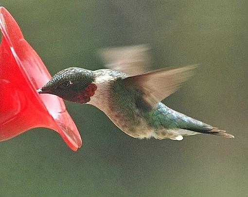 First hummingbird of the season-feeder.jpg