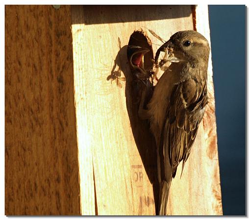 Feeding time-image1.jpg