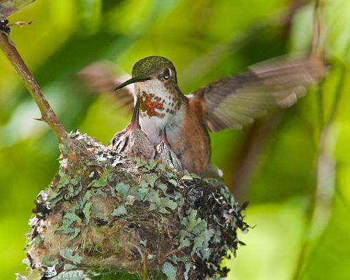 The Hummingbird family-family-2.jpg