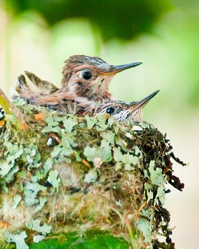 The Hummingbird family-siblings.jpg