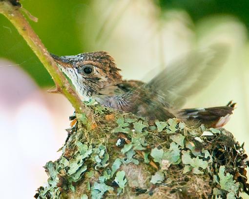 The Hummingbird family-wing-testing.jpg