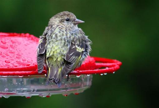 Wet birds-img_4108.jpg