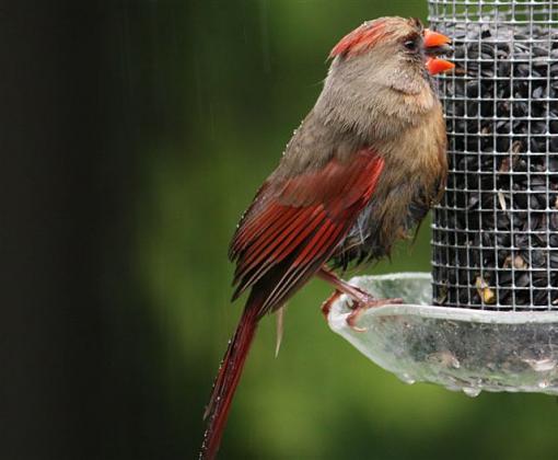 Wet birds-img_4109.jpg