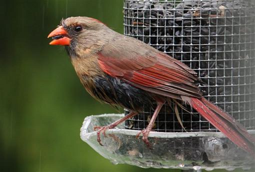 Wet birds-img_4114.jpg