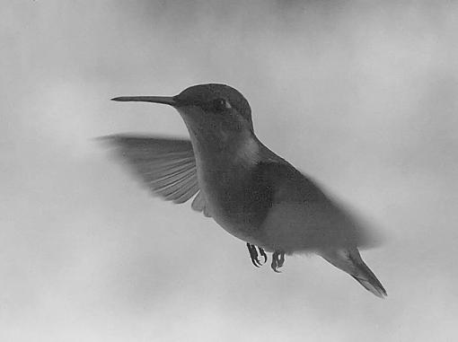 First hummingbird of the season-hummer-high-iso-b-w.jpg