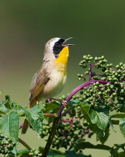 Common Yellow Throat-hollar.jpg