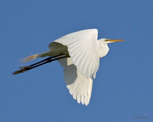 Click image for larger version.&nbsp;

Name:	Great White Egret 2.jpg&nbsp;
Views:	85&nbsp;
Size:	251.9 KB&nbsp;
ID:	68591