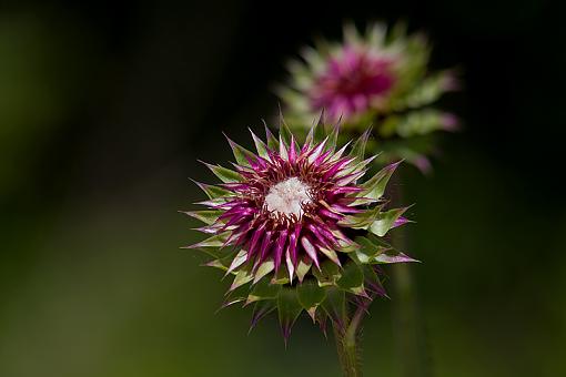 A striking weed...-musk-thistle-1.jpg