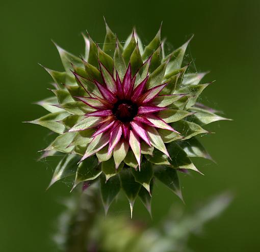 A striking weed...-musk-thistle-3.jpg