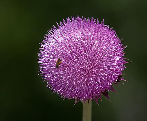 A striking weed...-musk-thistle-4.jpg