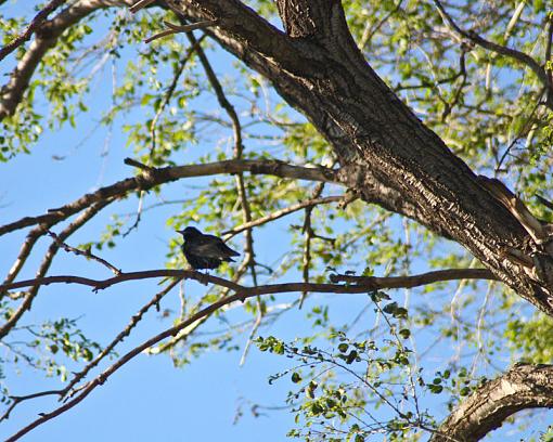 Spring 2009 Bird ID Thread.-20090603-img_0169.jpg