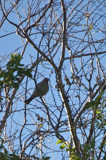 Spring 2009 Bird ID Thread.-20090603-img_0175.jpg