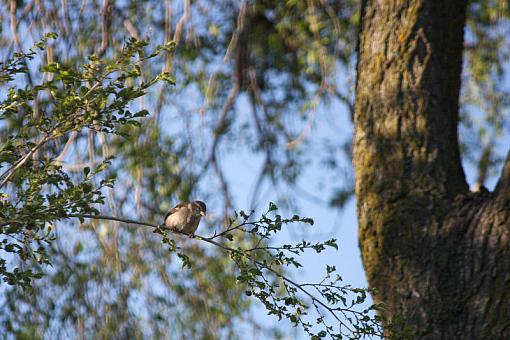 Sparrows again-20090604-img_0205.jpg