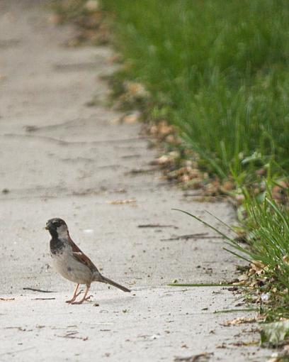 Sparrows again-20090604-img_0218.jpg