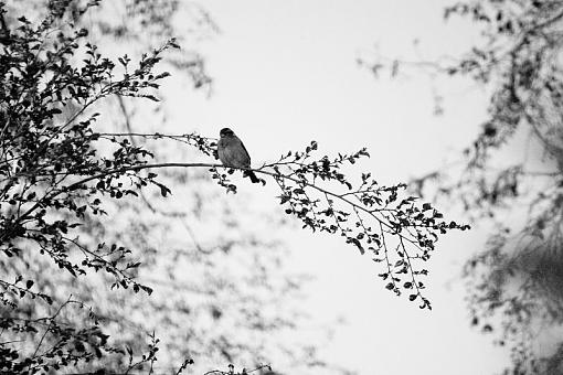 Sparrows again-20090604-img_0232.jpg